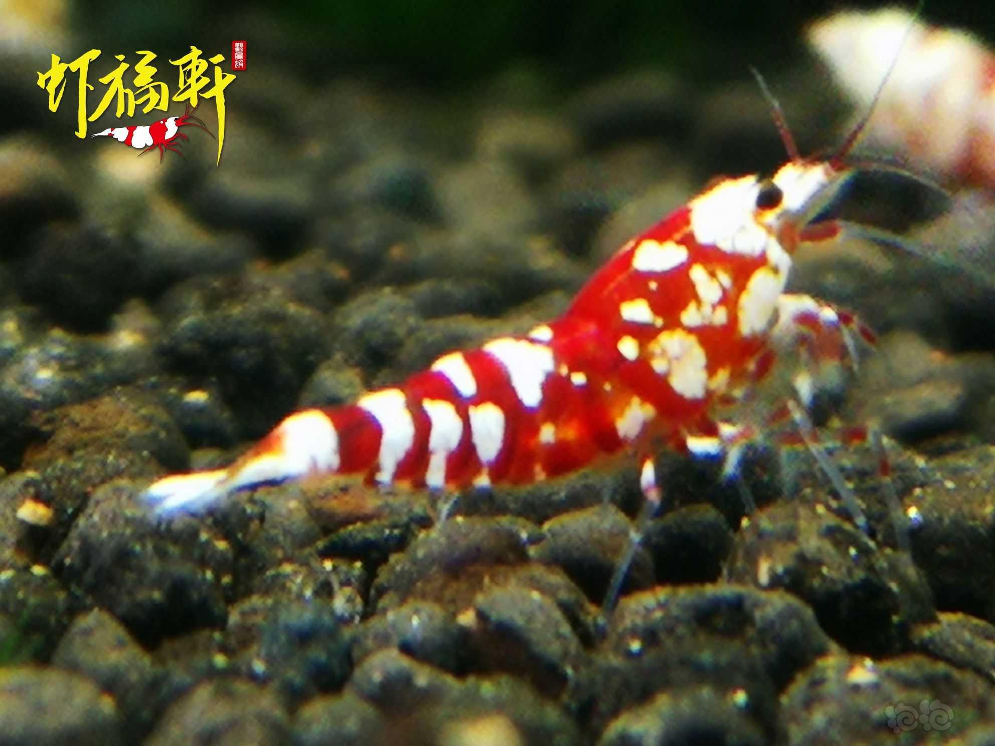 【虾】2021-07-05#RMB拍卖#红花虎小虾4只-图4