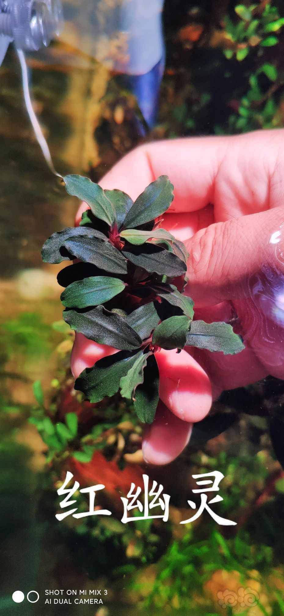 养殖辣椒榕记录2