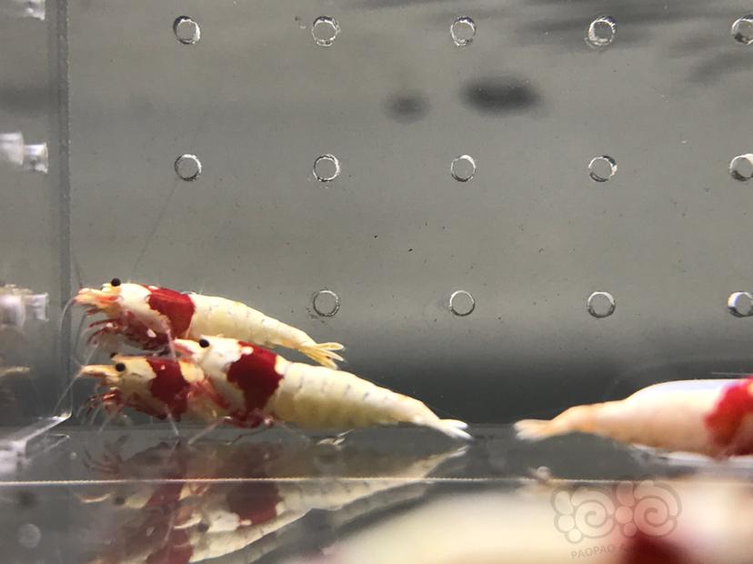 【虾】2021-7-1#RMB拍卖#纯血红白水晶虾一份16只-图7