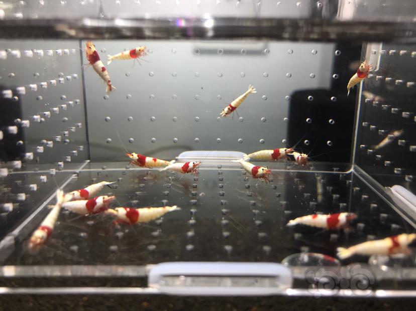 【虾】2021-7-5#RMB拍卖#纯血红白水晶虾一份15只-图2
