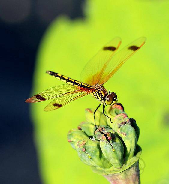 荷塘里的蜻蜓