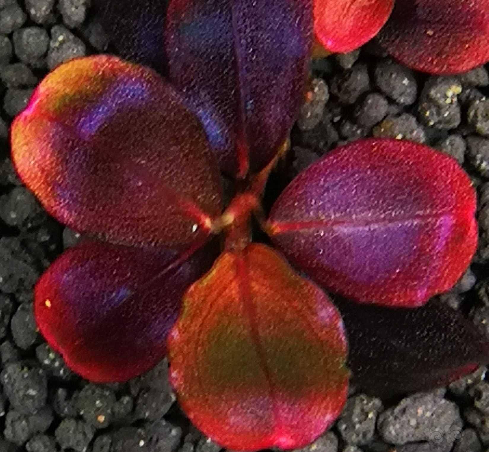 辣椒榕—圆叶品种