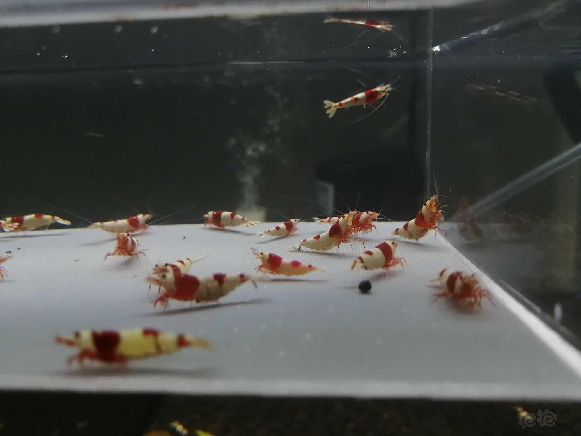 【虾】2021-07-27＃RMB拍卖纯血红白繁殖组28只。-图8