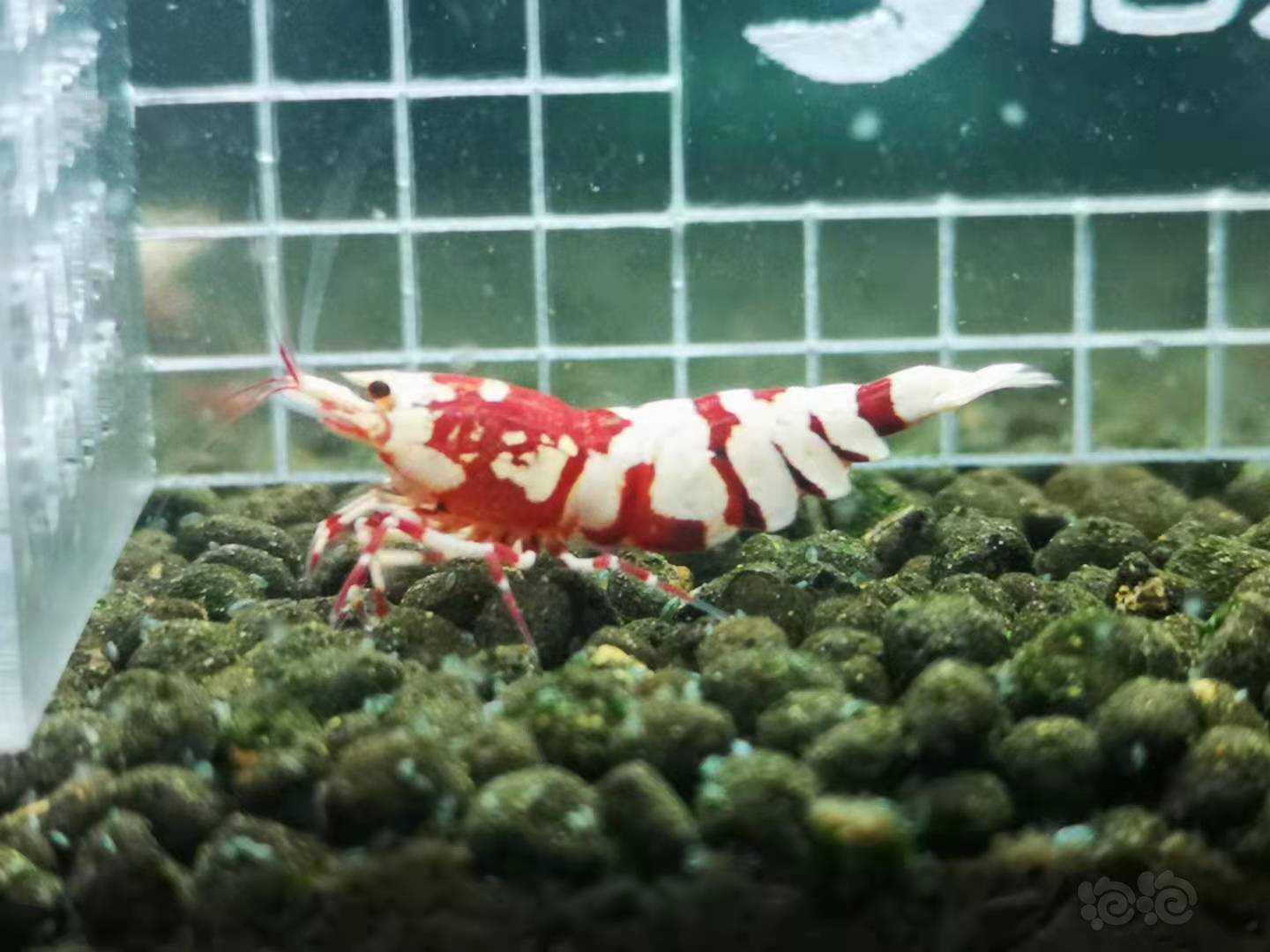【虾】2021-07-18 # RMB 拍卖Mars血统红花虎母虾-图1