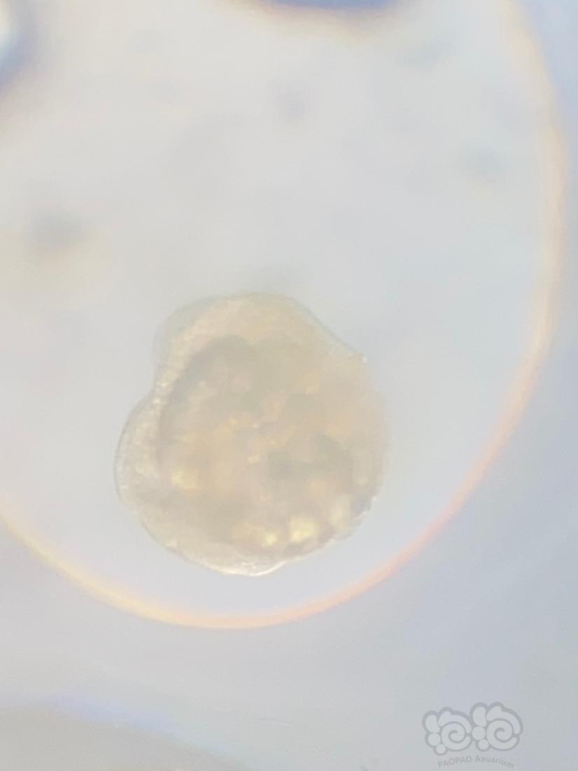 显微镜下的螺卵-图2