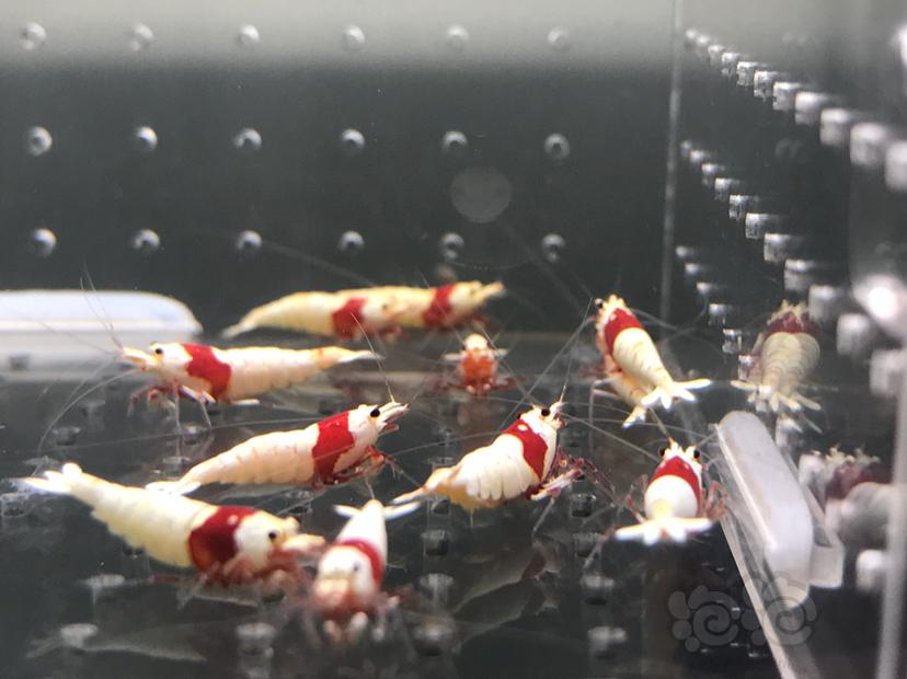 【虾】2021-7-1#RMB拍卖#纯血红白水晶虾一份16只-图1