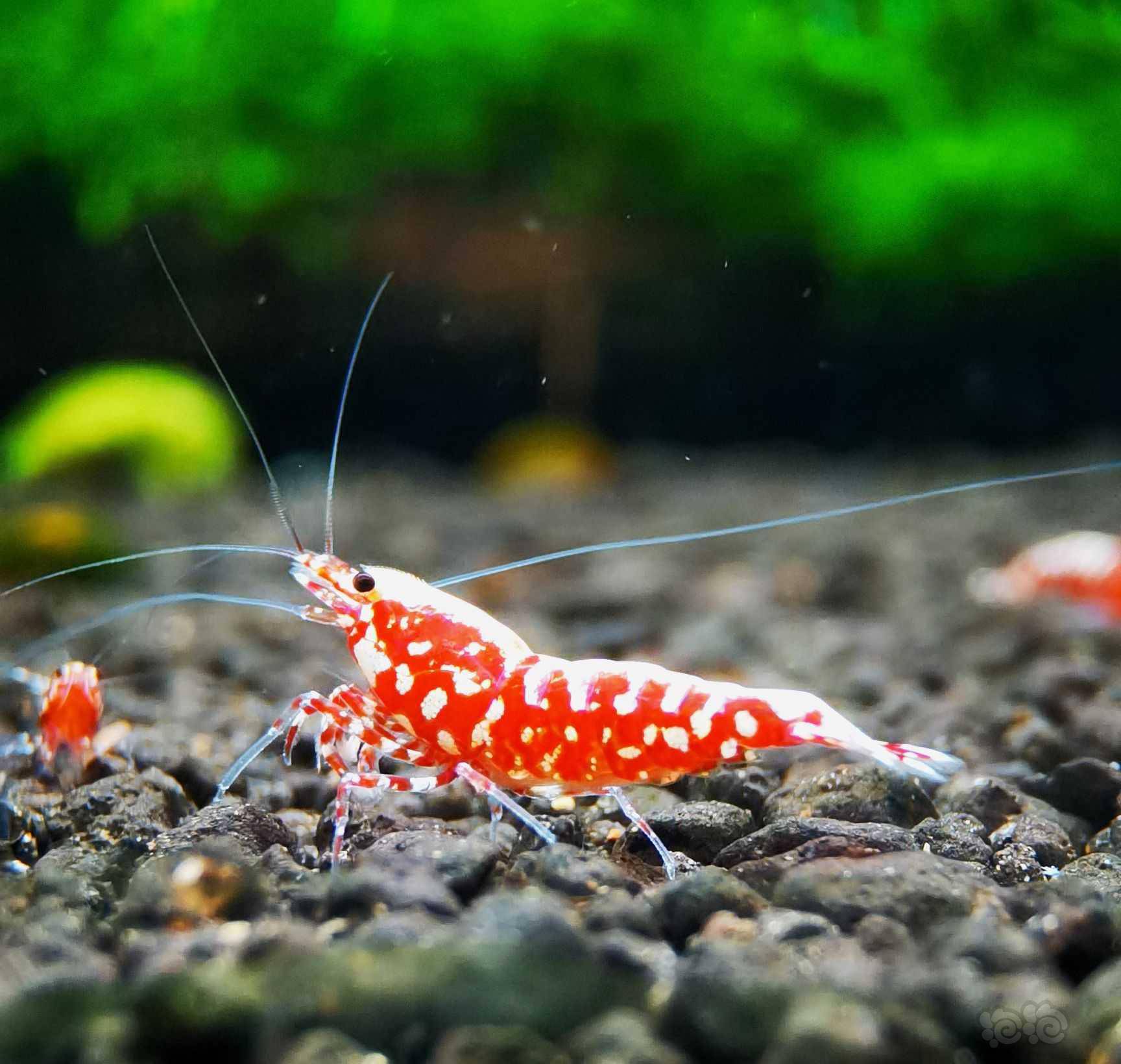 202172rmb拍卖红银河雪花水晶虾一份2只