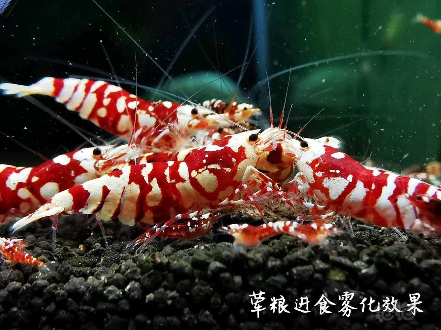 【用品】2021-07-05RMB拍卖瑾福水晶虾饲料套装一套-图7