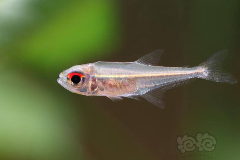 灯科鱼大目金线