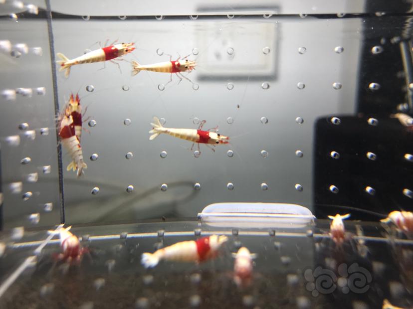 【虾】2021-7-5#RMB拍卖#纯血红白水晶虾一份15只-图6