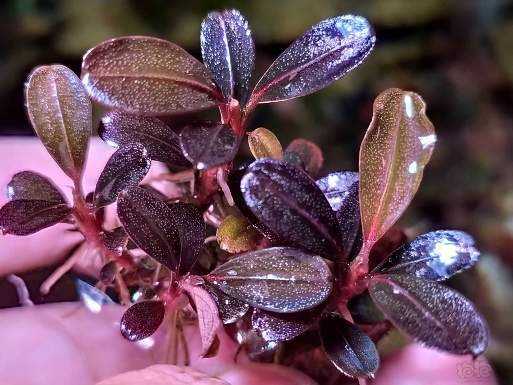 请教辣椒榕品种