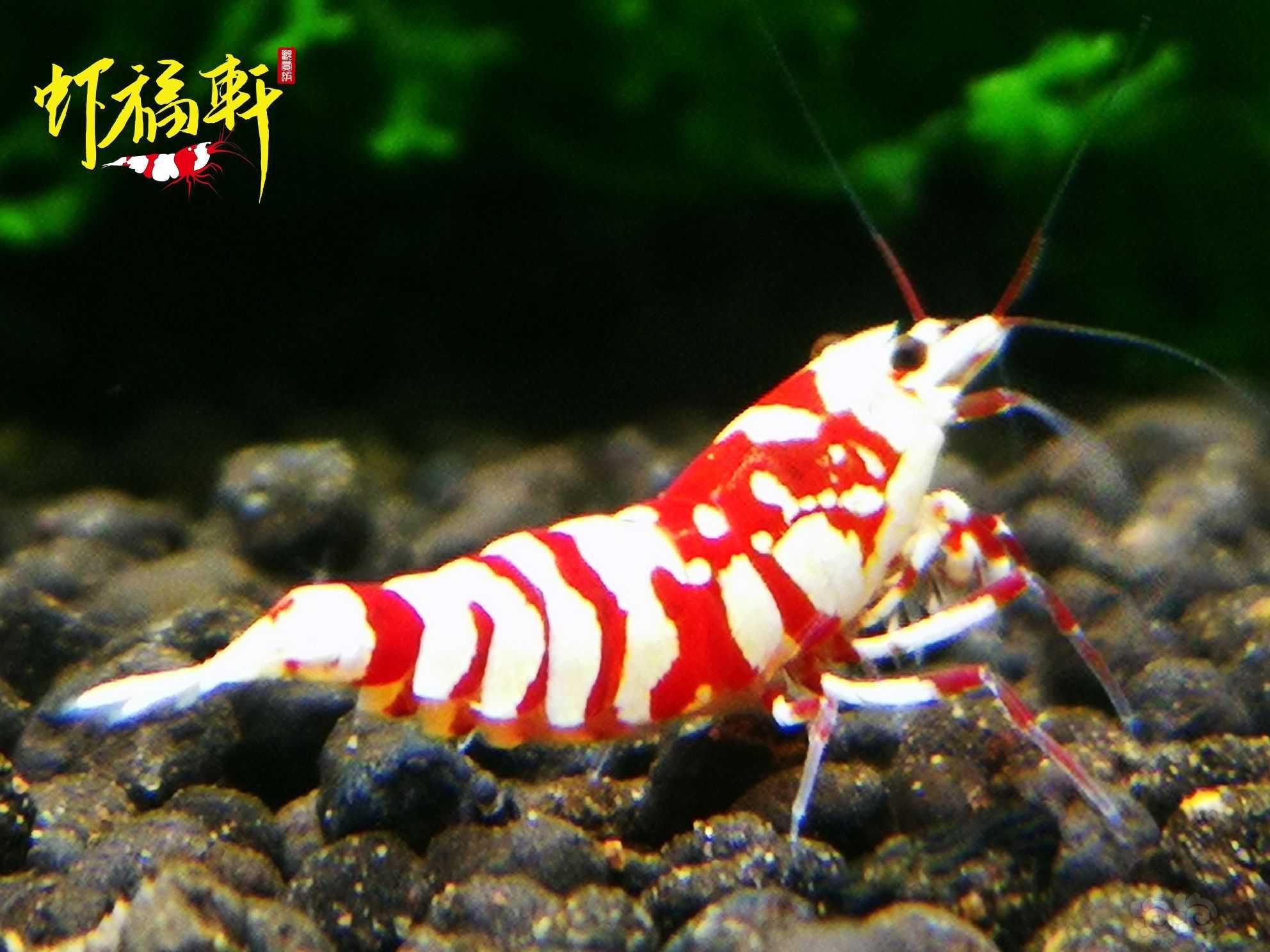 【虾】2021-07-25#RMB拍卖#红花虎新成2只-图4