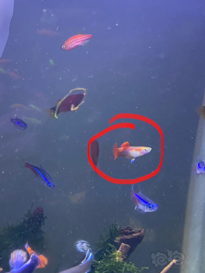 问一下各位，图中，画红圈的孔雀鱼。是什么品种？-图1