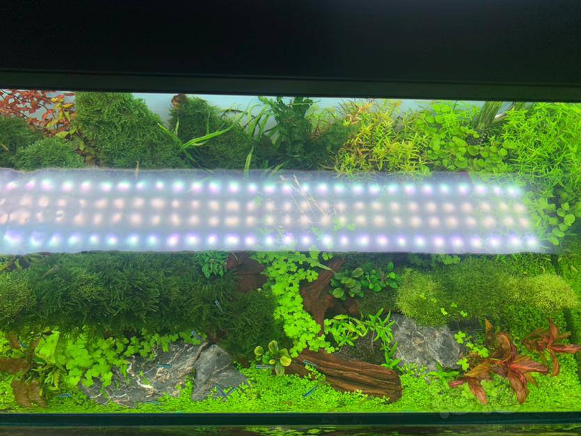 新人求助戊二醛使用方法 泡泡水族