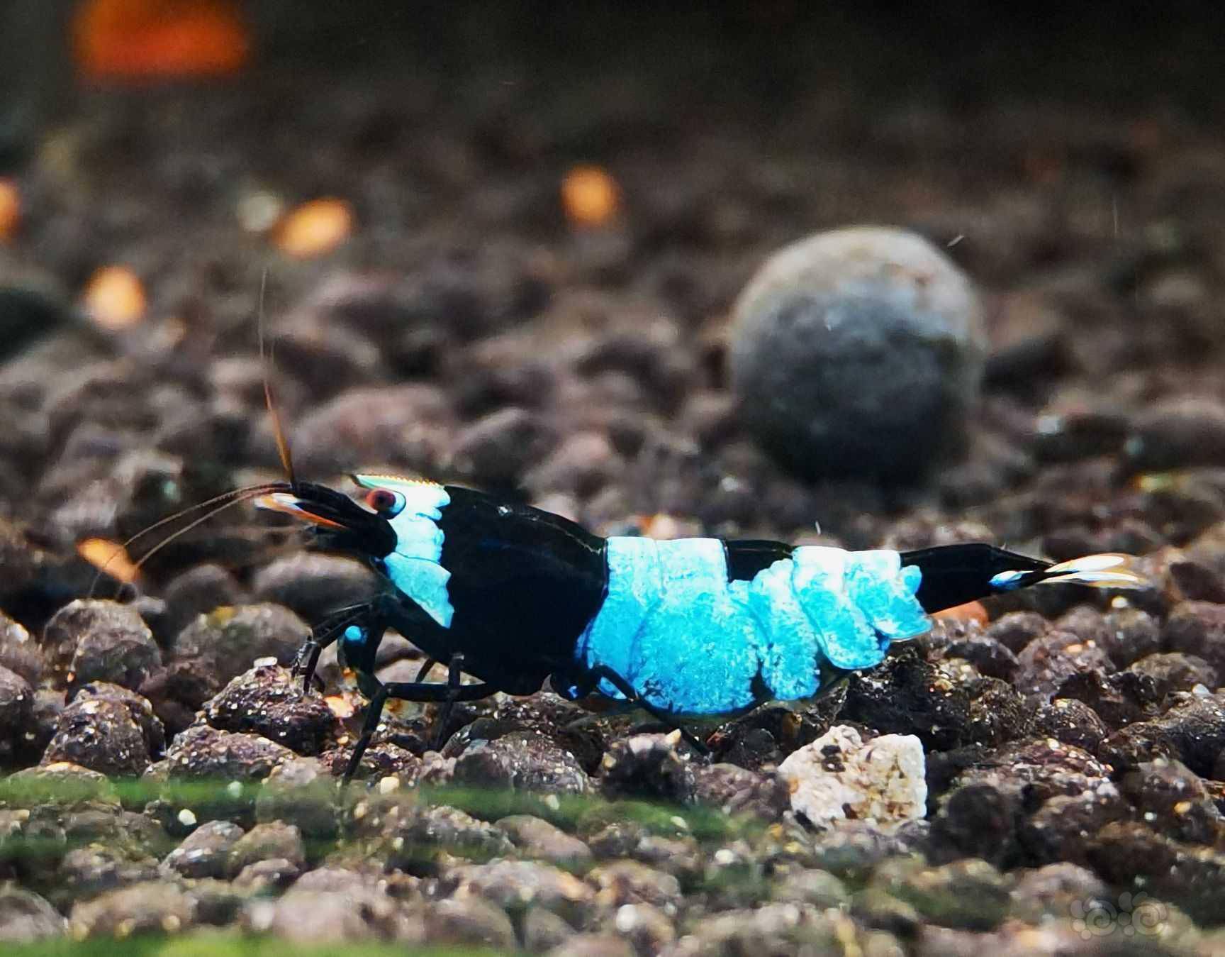 202175rmb拍卖蓝化黑金刚水晶虾一份2只