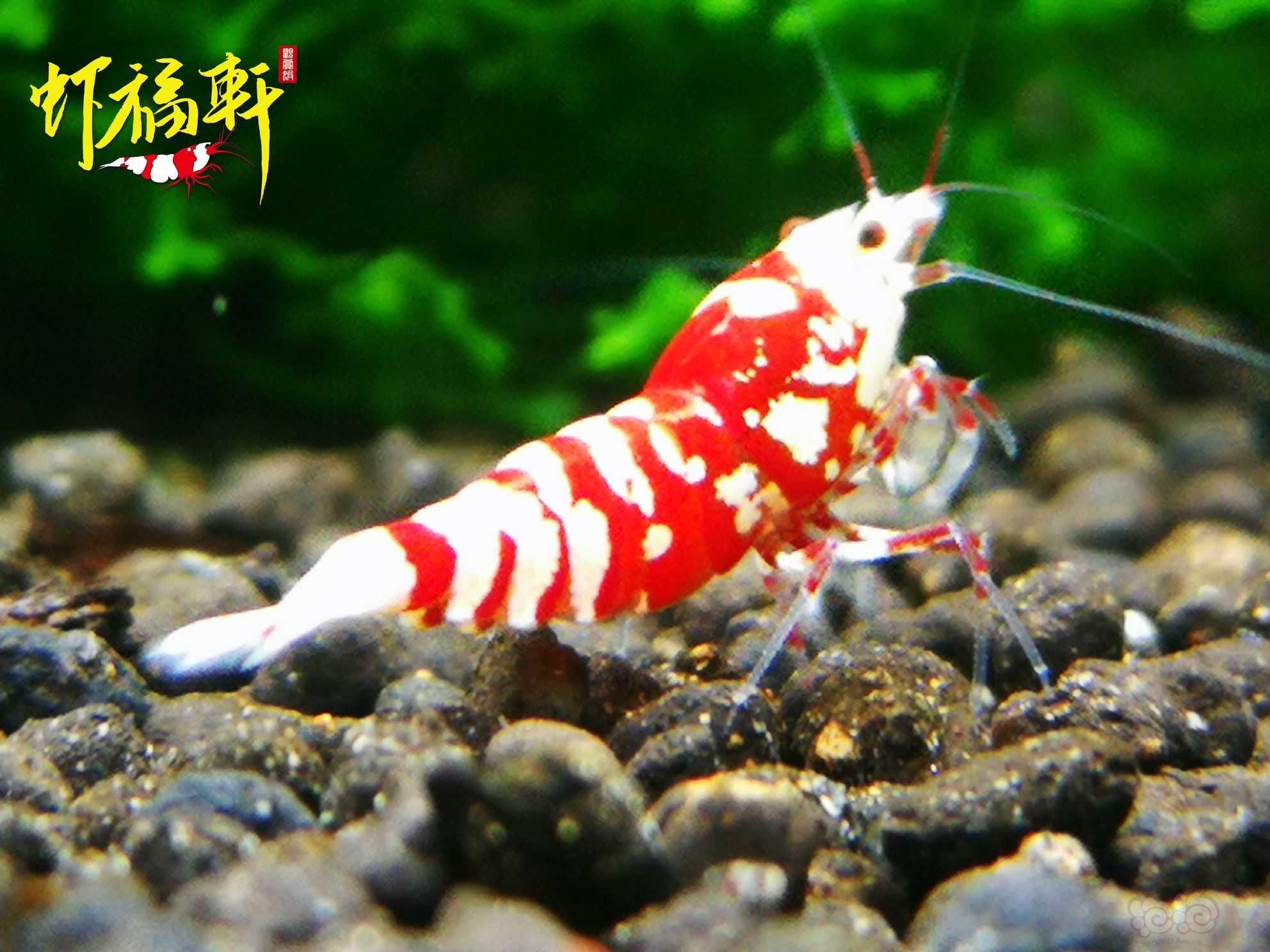 【虾】2021-07-25#RMB拍卖#红花虎新成2只-图2