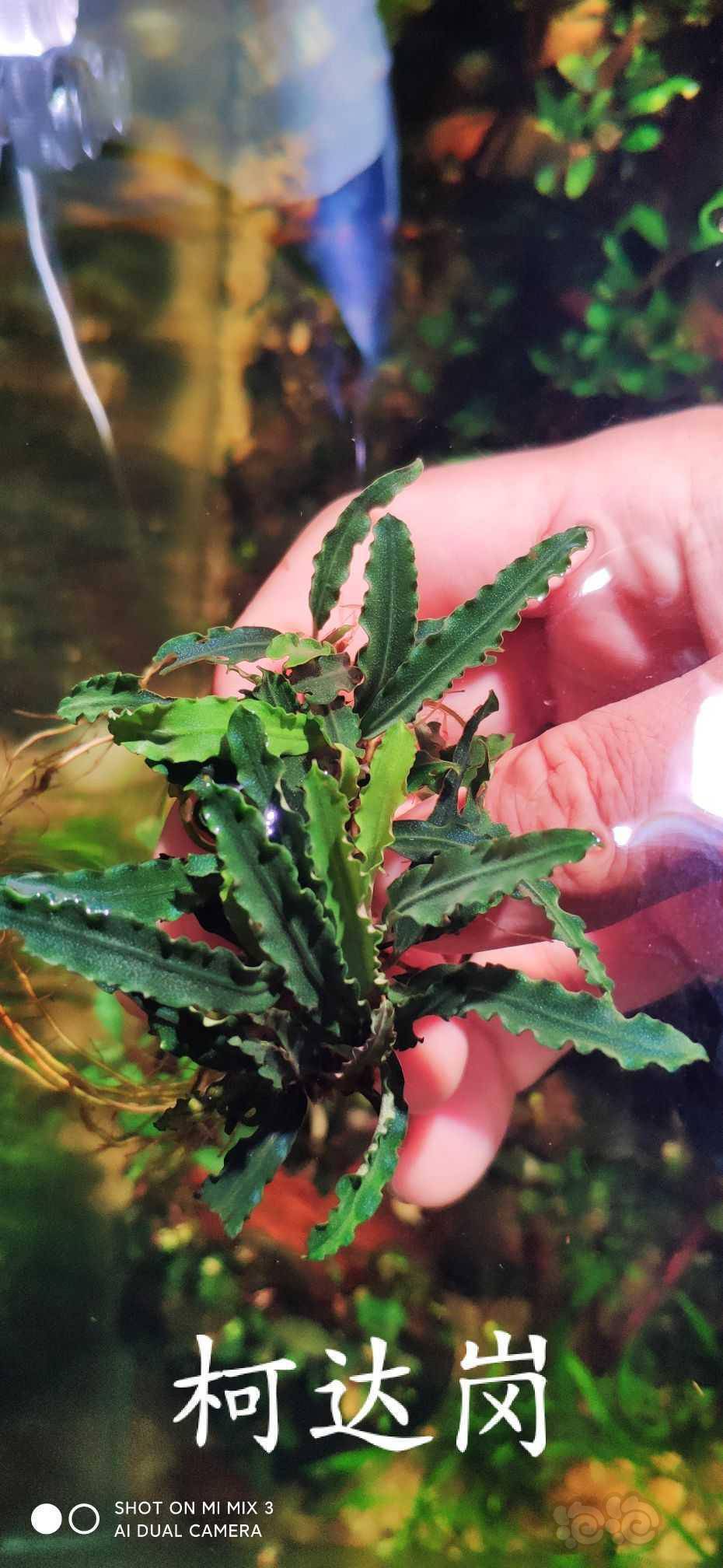 养殖辣椒榕记录2