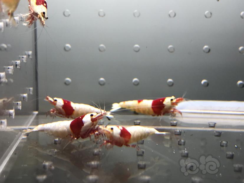 【虾】2021-7-5#RMB拍卖#纯血红白水晶虾一份15只-图4