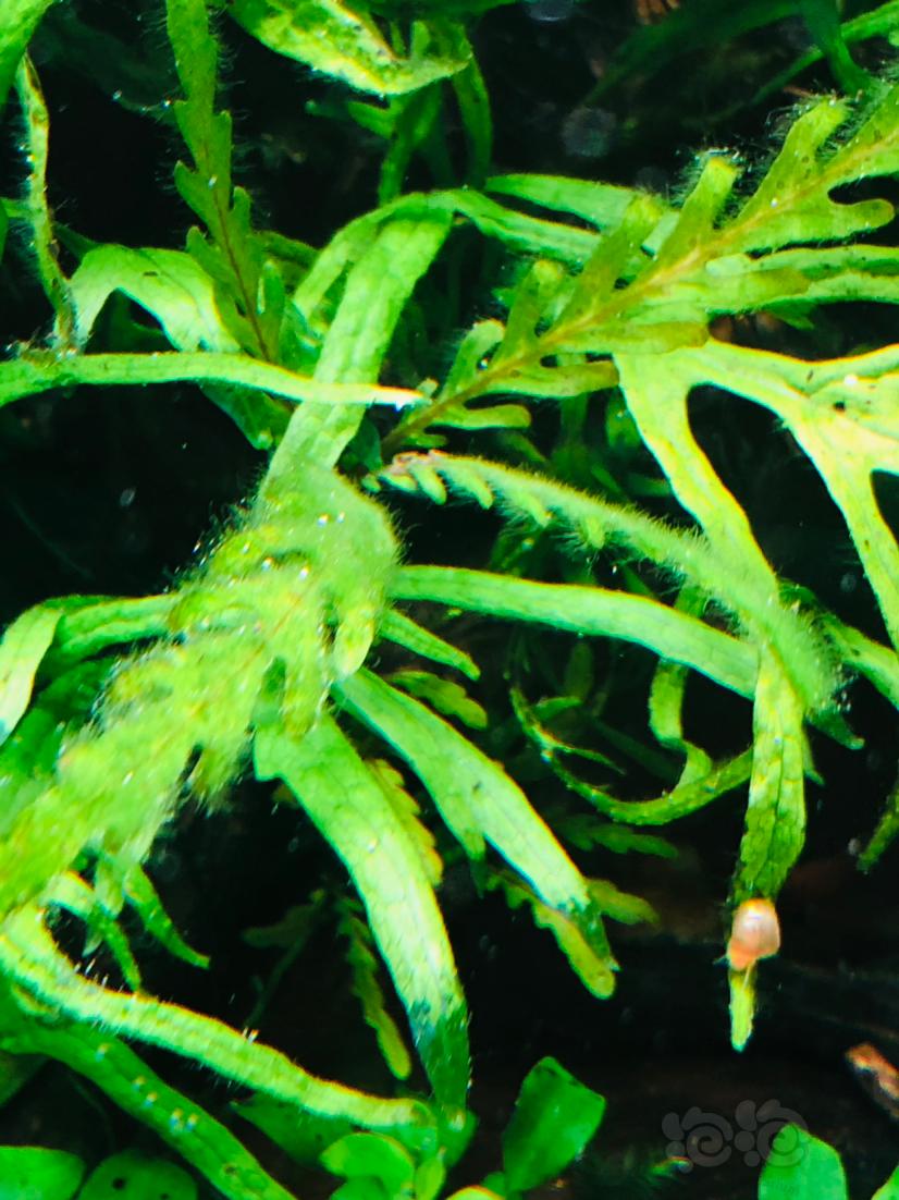 养个藻缸-图4