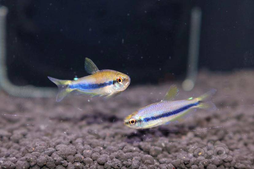 【灯科鱼】【灯鱼鉴别贴】