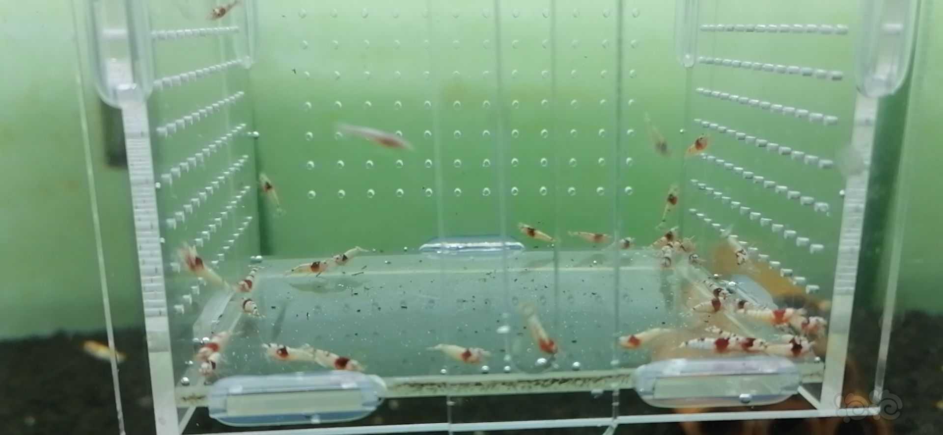 【虾】2021-07-20#RMB拍卖红白50只-图6