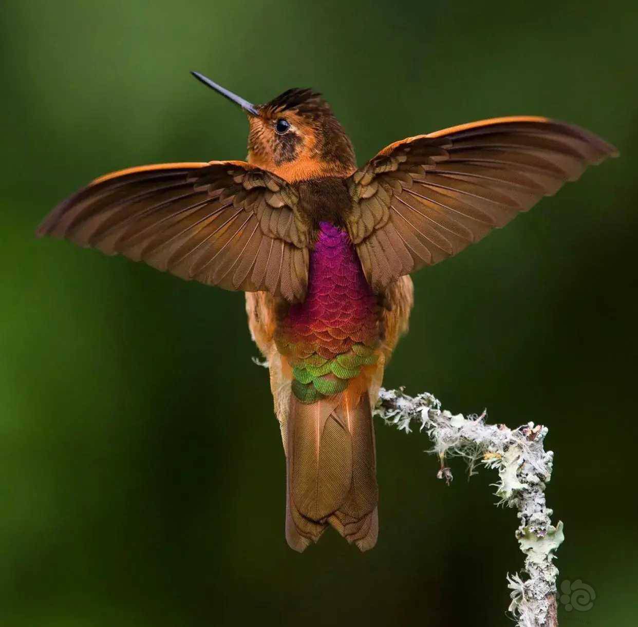 动物世界闪羽蜂鸟shiningsunbeam分布于南美