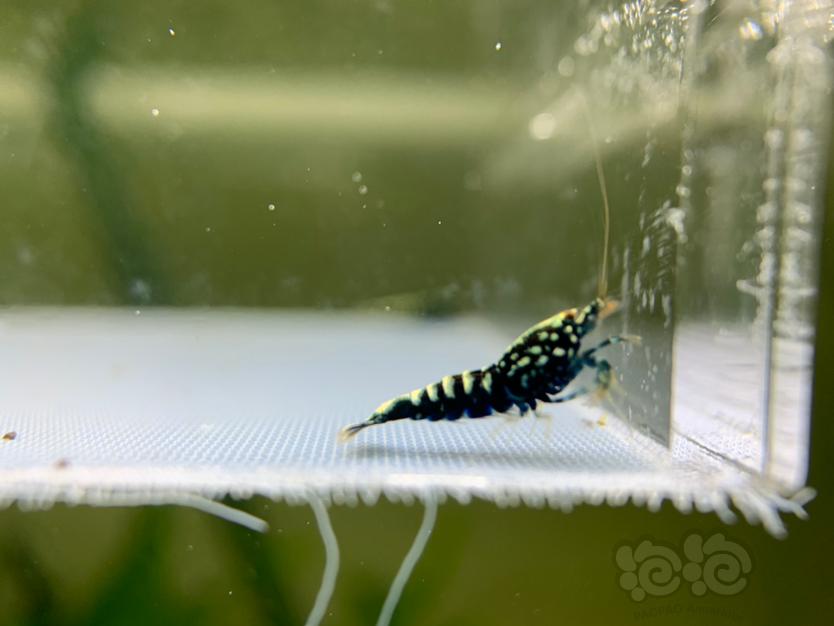 【虾】2021-7-22#RMB拍卖黑银河幼虾10只-图2