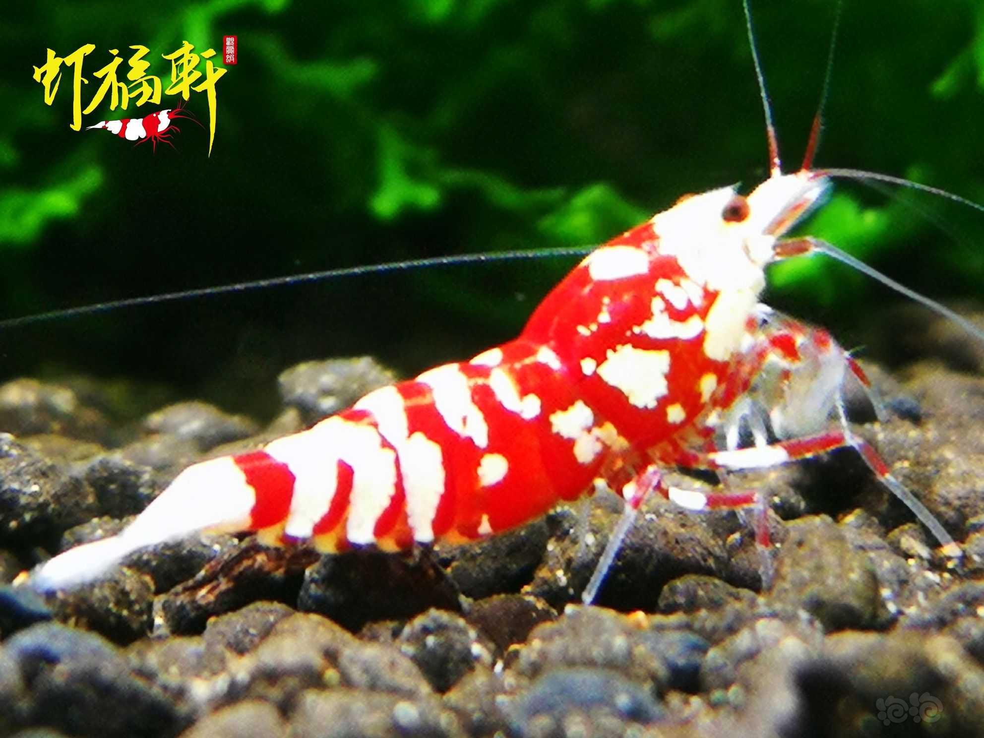 【虾】2021-07-25#RMB拍卖#红花虎新成2只-图1