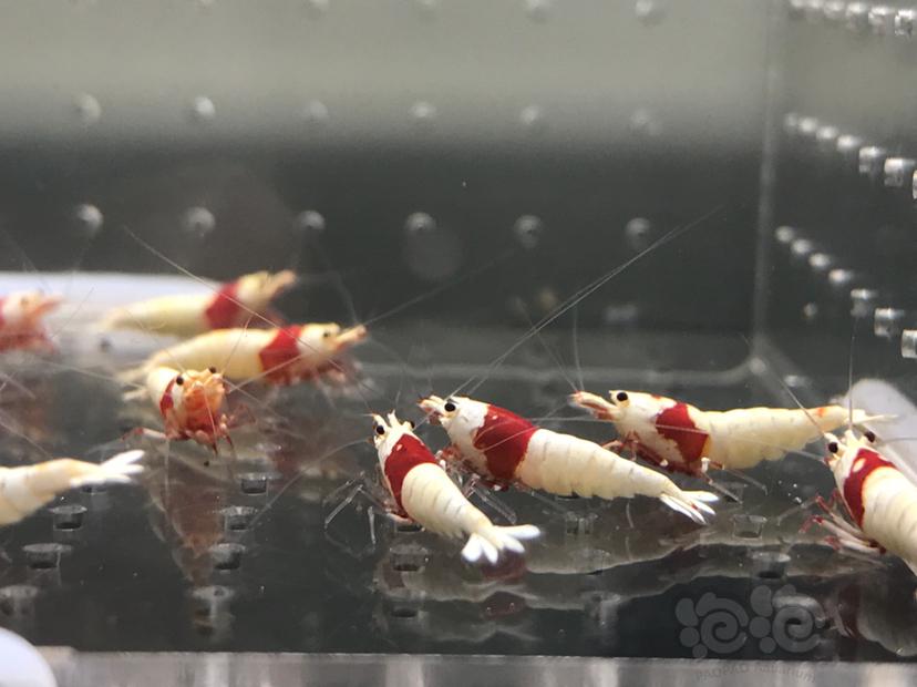 【虾】2021-7-1#RMB拍卖#纯血红白水晶虾一份16只-图5