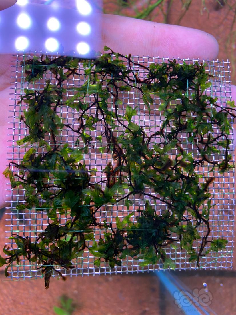 翅脉蕨，稀有水草，8*8cm定植钢片，出10片-图2
