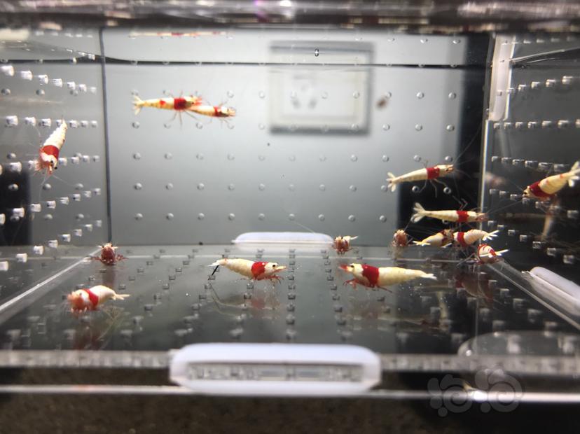 【虾】2021-7-5#RMB拍卖#纯血红白水晶虾一份15只-图8
