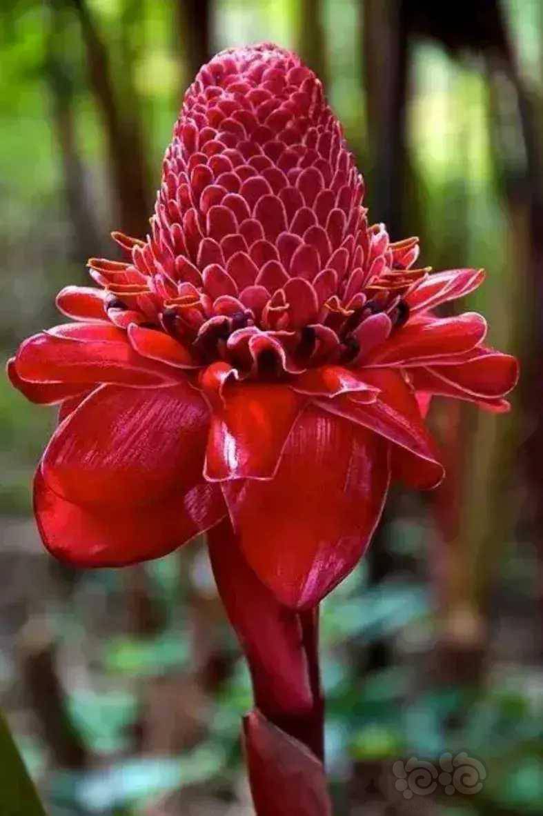 奇花异草伴夏装