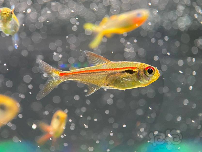 灯科鱼发发最近拍的小型灯鱼