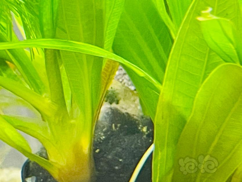 黑壳虾抱卵-图6