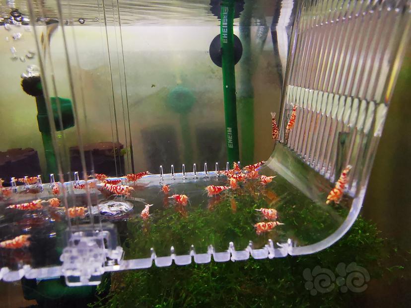 【虾】2021-07-27#RMB拍卖红花虎幼虾一组30只-图3