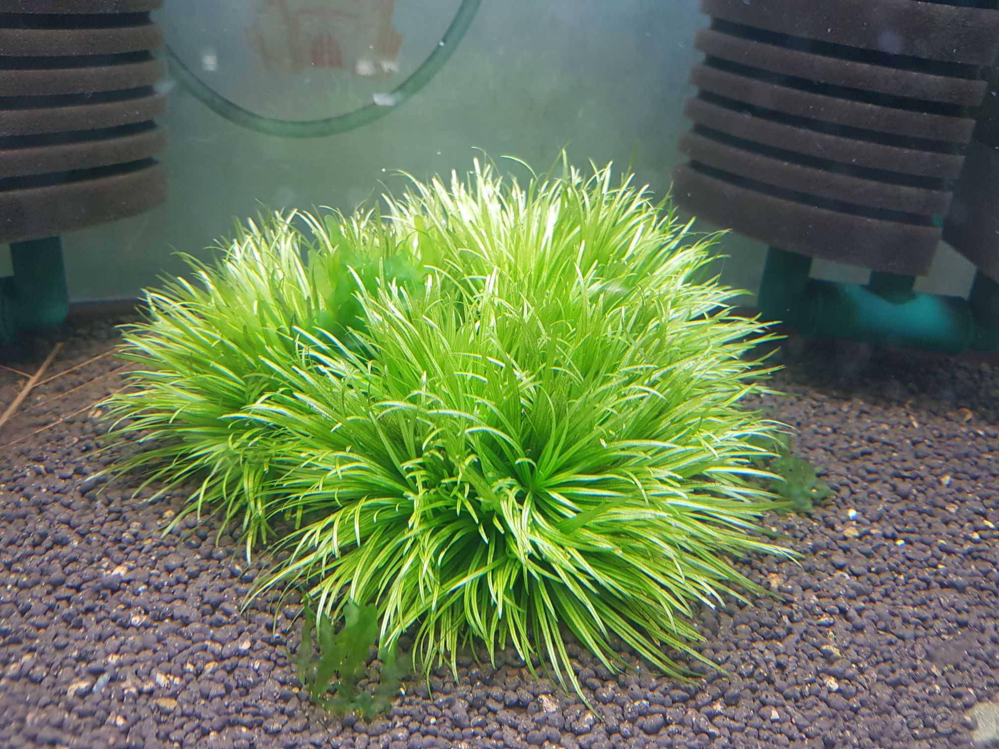 知道了 几十颗有了   图一整体出一图一物  状态非常好  无涡虫无水螅