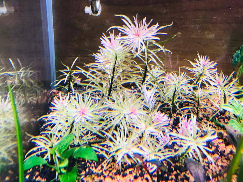 20210713rmb拍卖白太阳九头