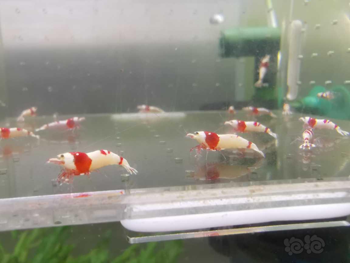 【虾】2021-07-02#RMB拍卖红白水晶虾22只-图1