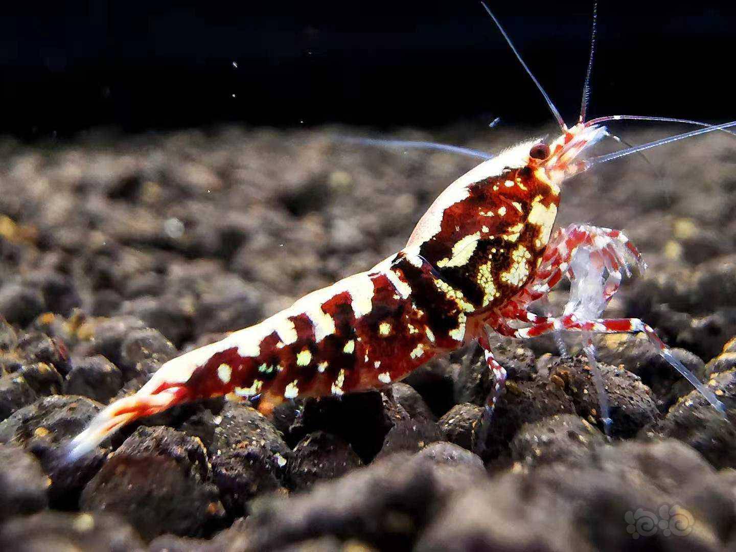 2021-7-6#rmb拍卖#精品红银河星钻1公2母虾金黄色