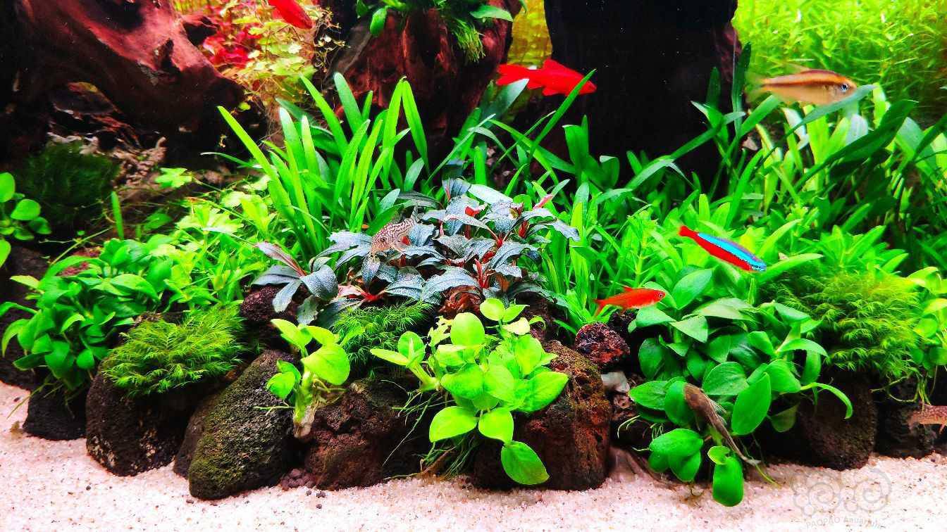 泰国青椒也能很惊艳