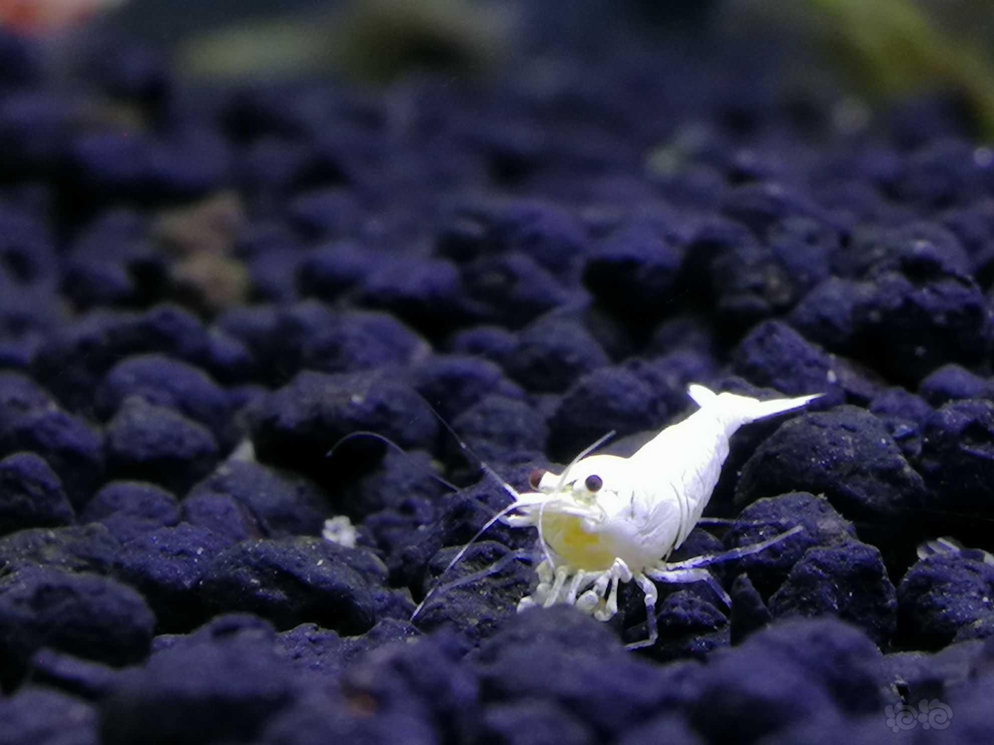 白雪公主水晶虾