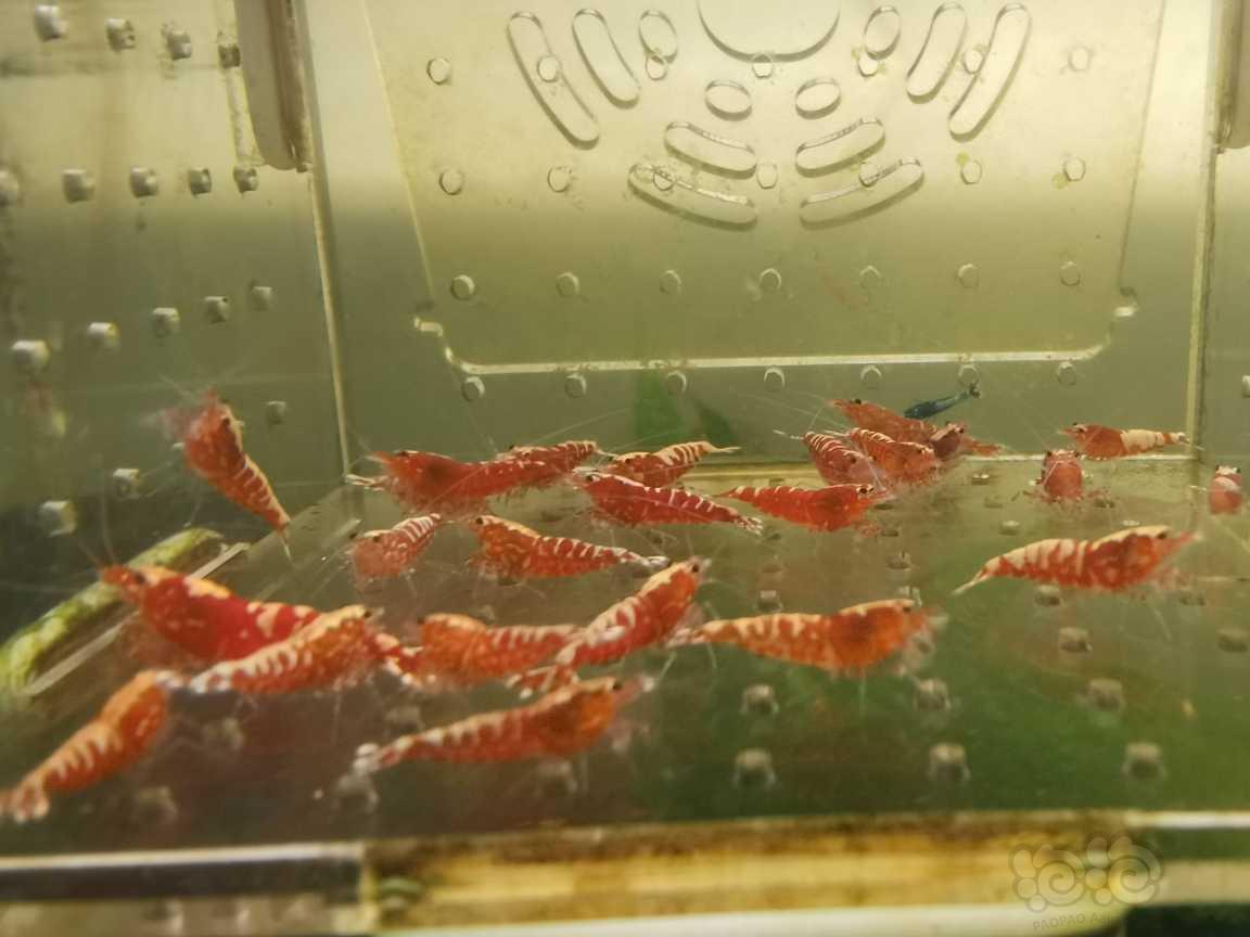【虾】2021-07-13＃RMB拍卖红银河淘汰虾25只-图3