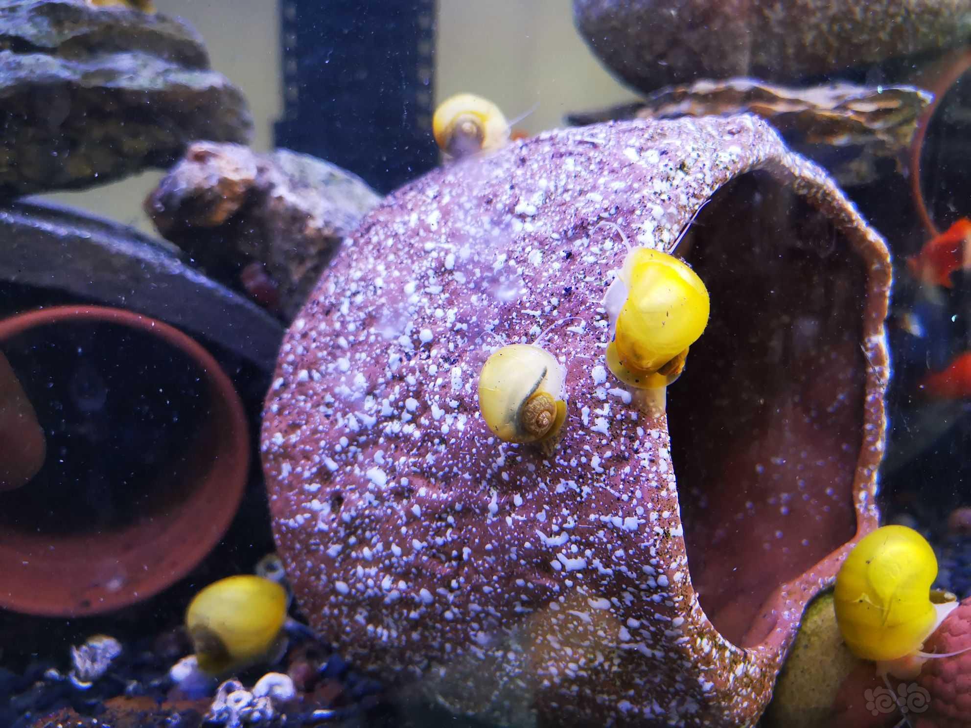自己自来水繁殖的黄金螺-图1