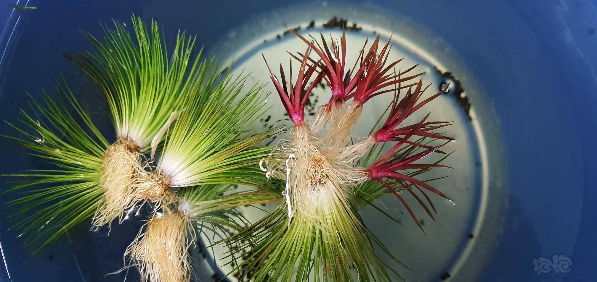 国王红谷精果露蕨迷你珊瑚