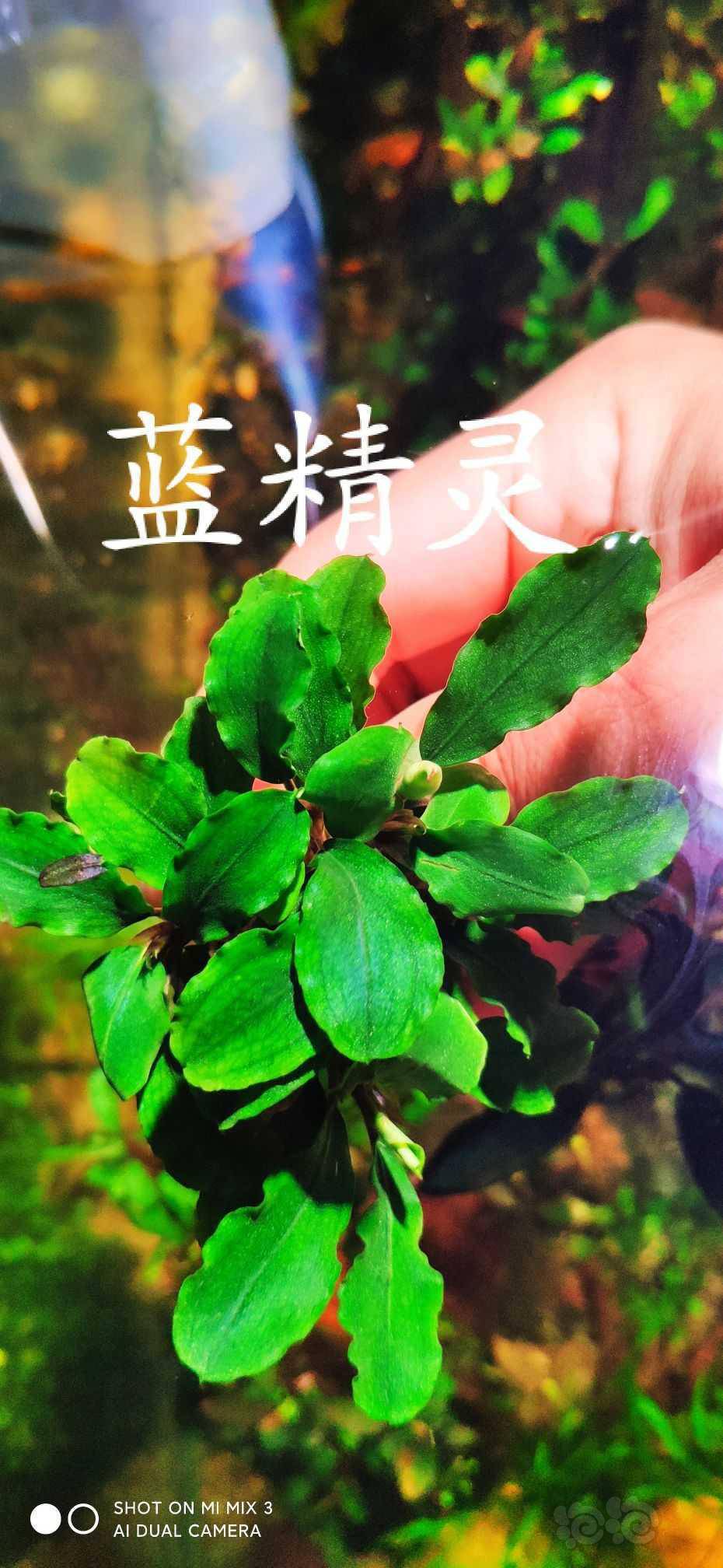 养殖辣椒榕记录2