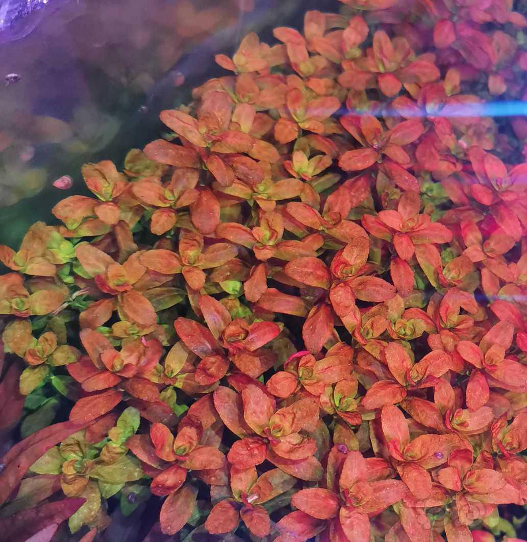 8,红唇丁香1.5,紫百叶1,大红梅1,玫瑰丁香0.