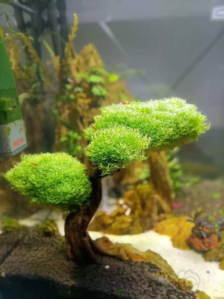40方缸瀑布微景观