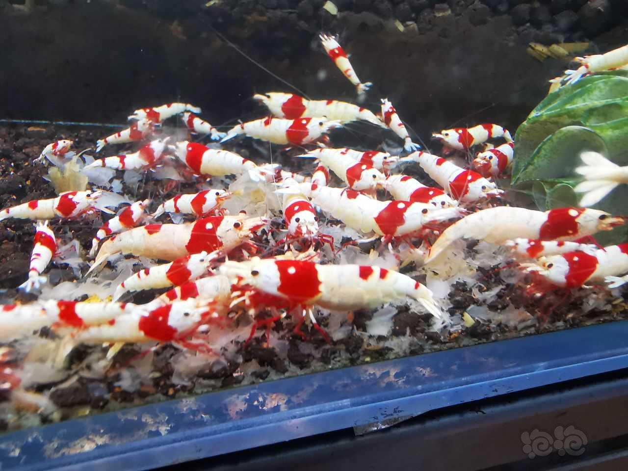 出红白水晶虾-图1