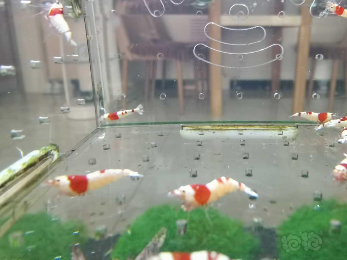 【虾】2021-07-01＃RMB拍卖红白水晶虾20只-图3