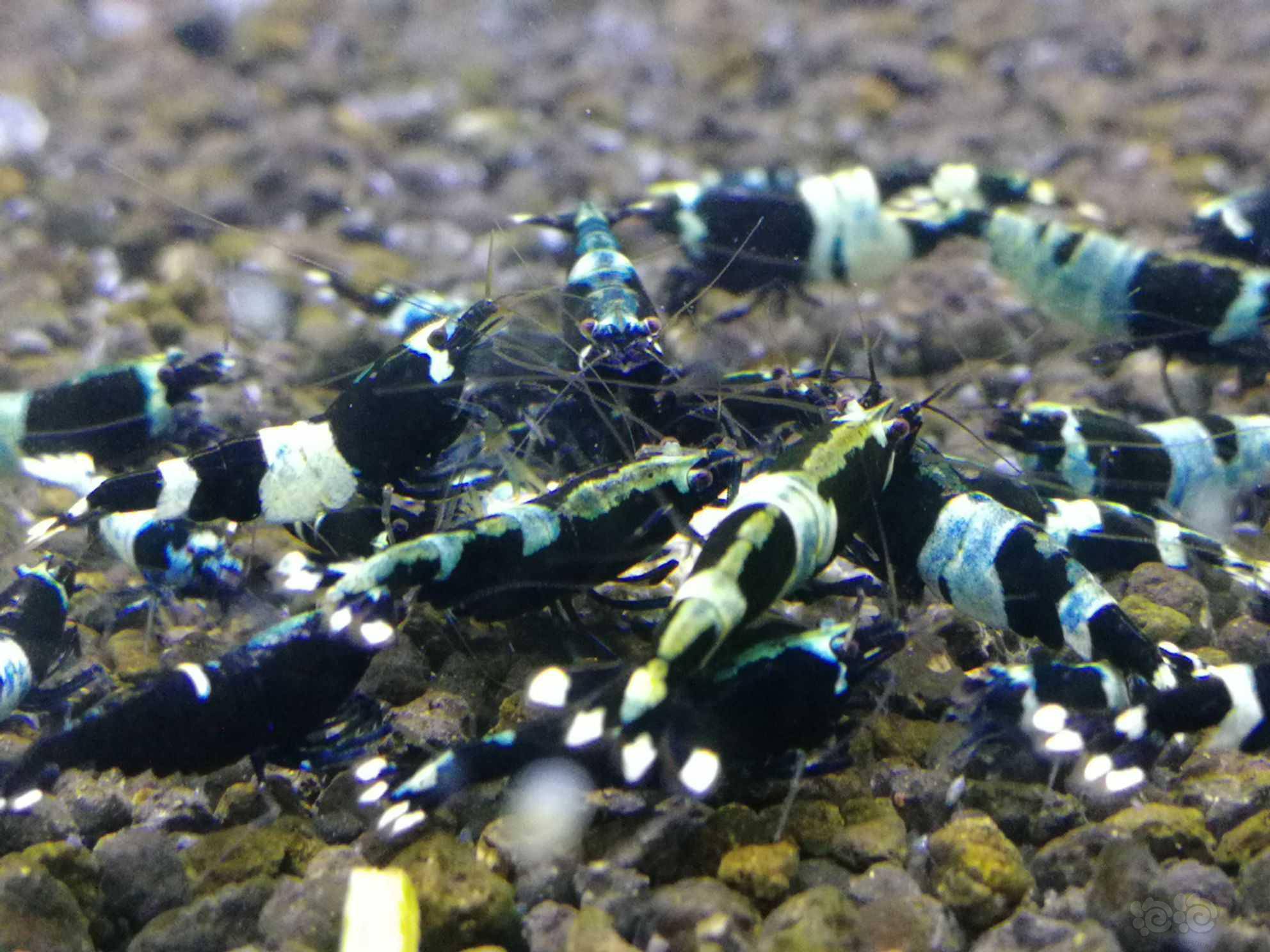 蓝背蓝化金刚水晶虾
